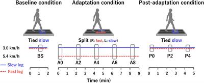Modulation of Muscle Synergies in Lower-Limb Muscles Associated With Split-Belt Locomotor Adaptation